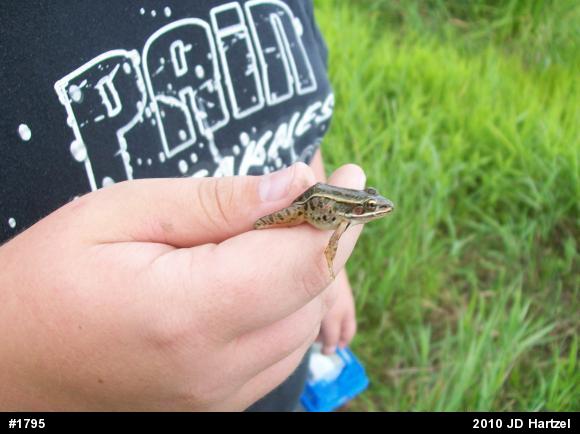 Pickerel Frog