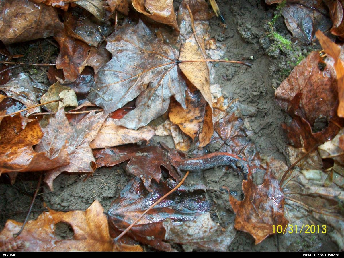 Eastern Red-backed  Salamander