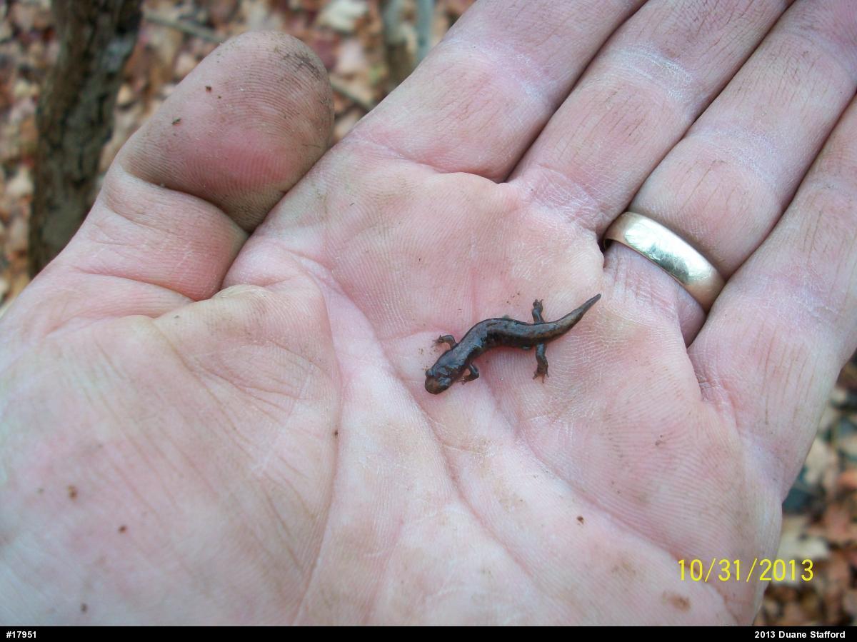 Dusky Salamanders