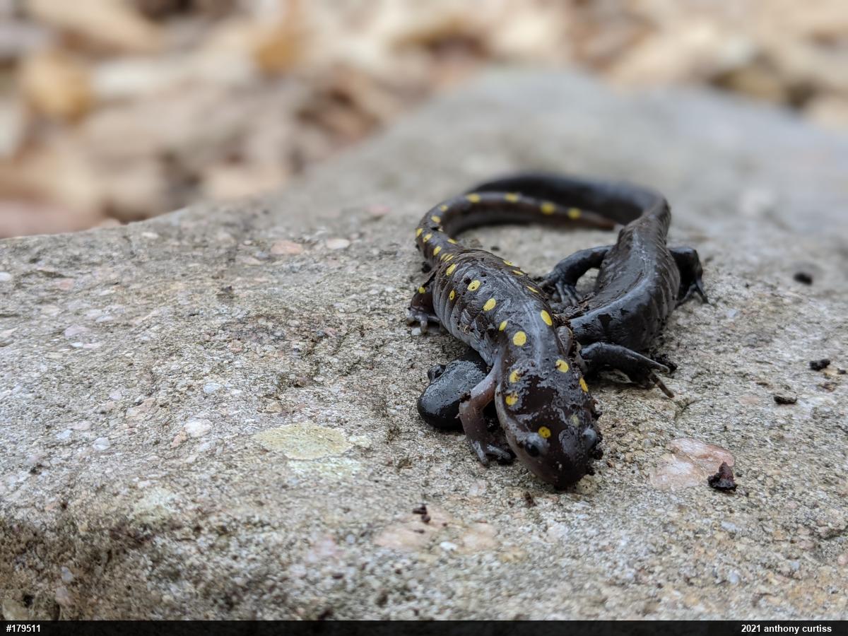 Spotted Salamander