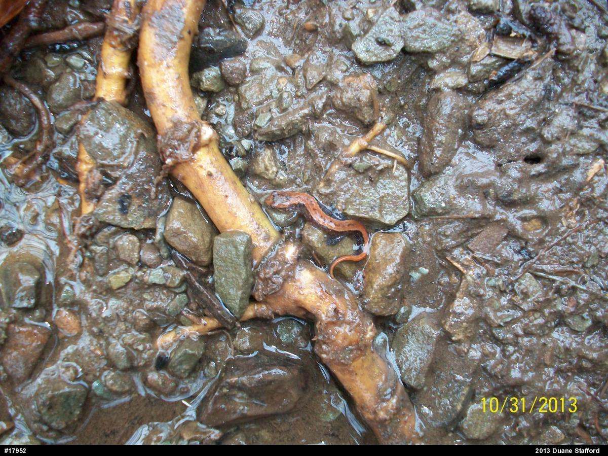 Allegheny Mountain Dusky Salamander