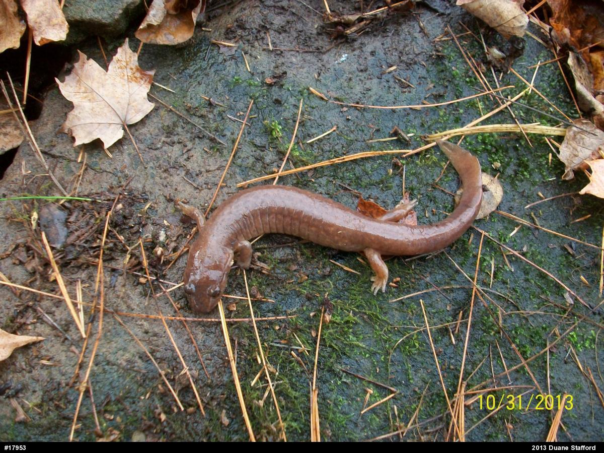 Northern Spring Salamander