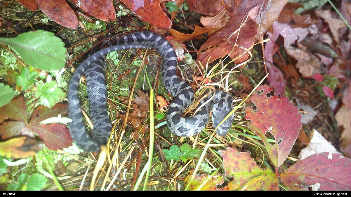 Eastern Ratsnake