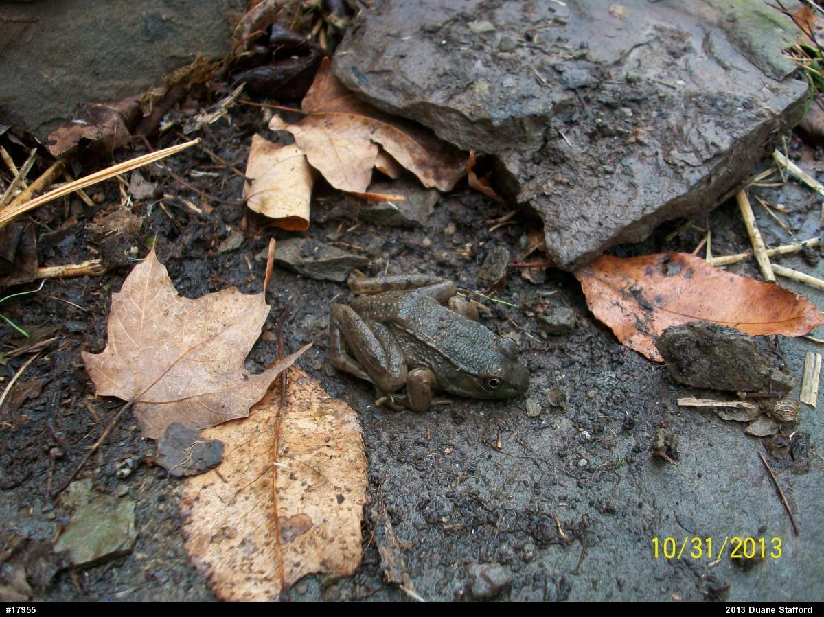 Green Frog