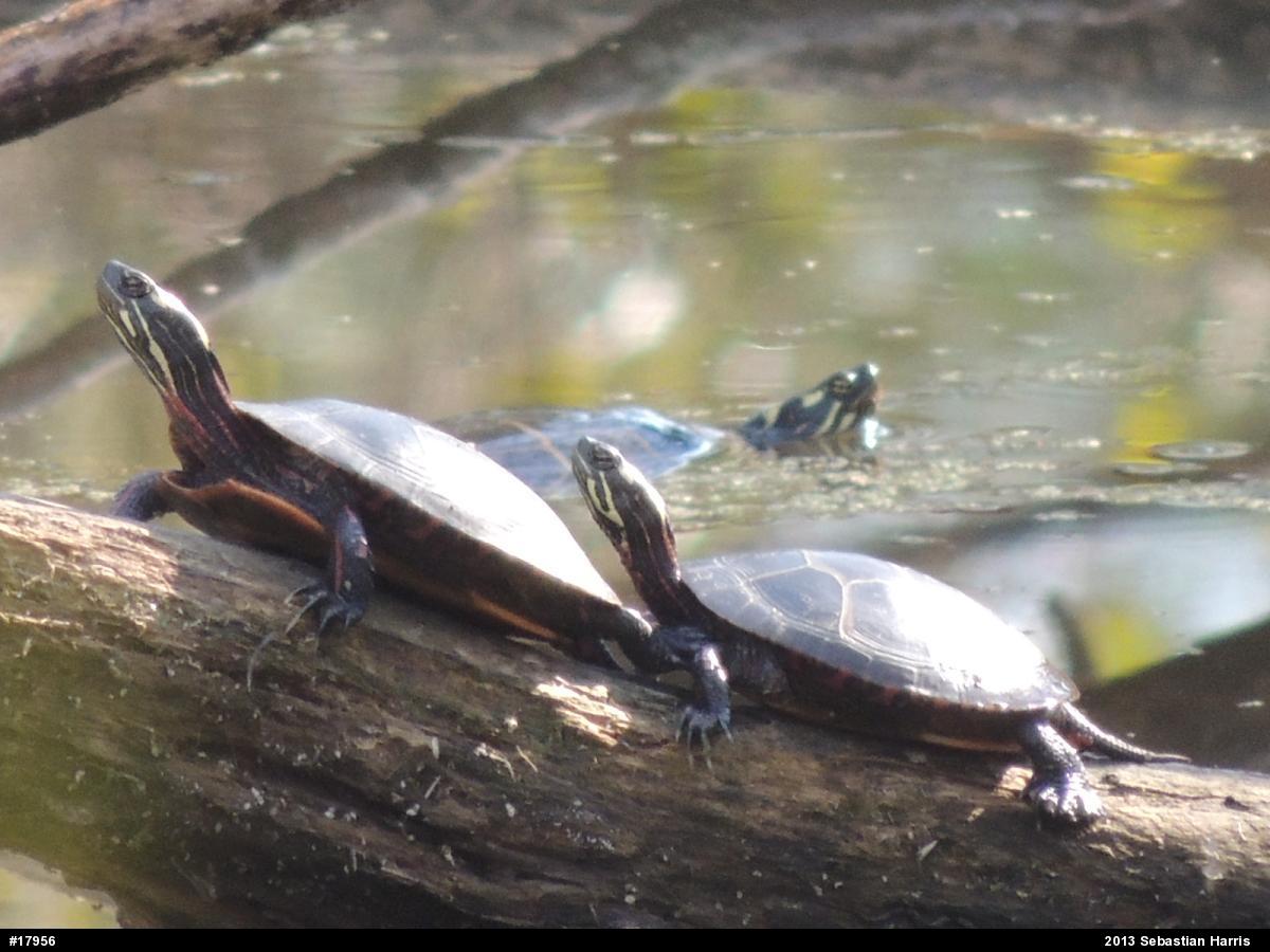 Eastern Painted Turtle