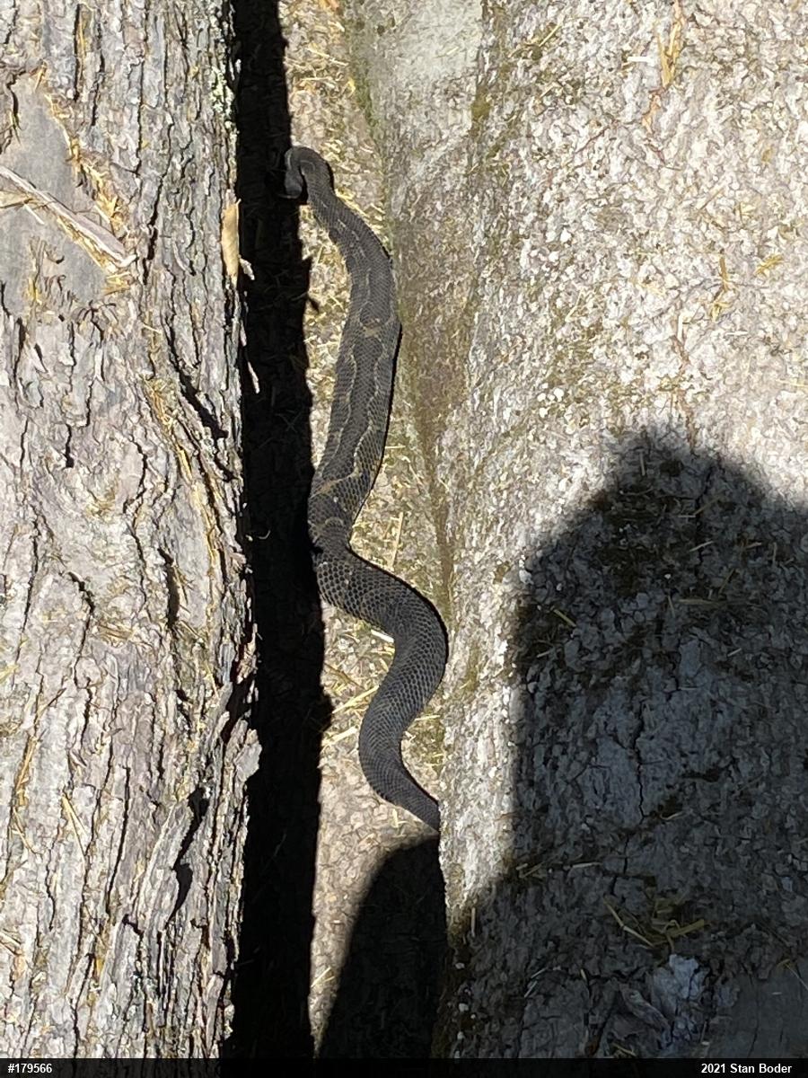 Timber Rattlesnake