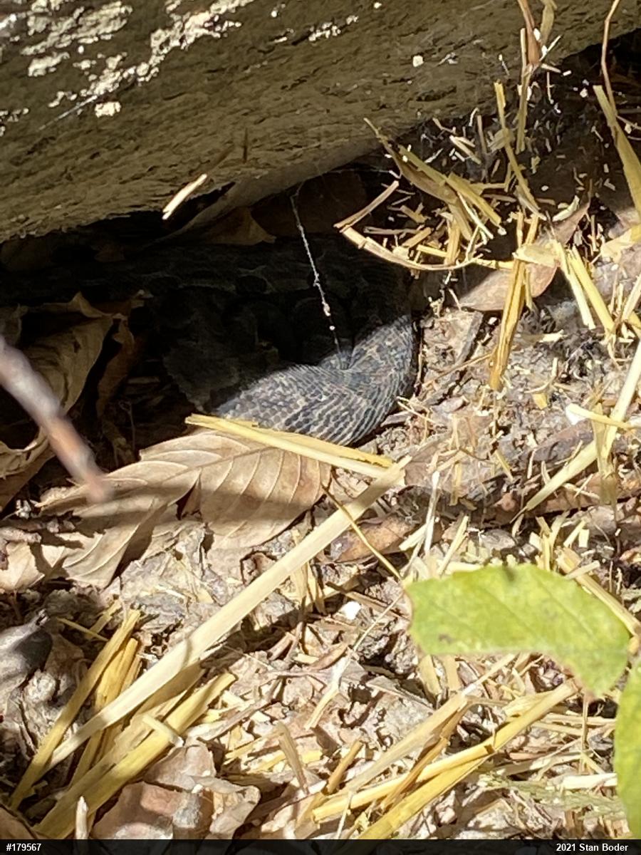 Timber Rattlesnake