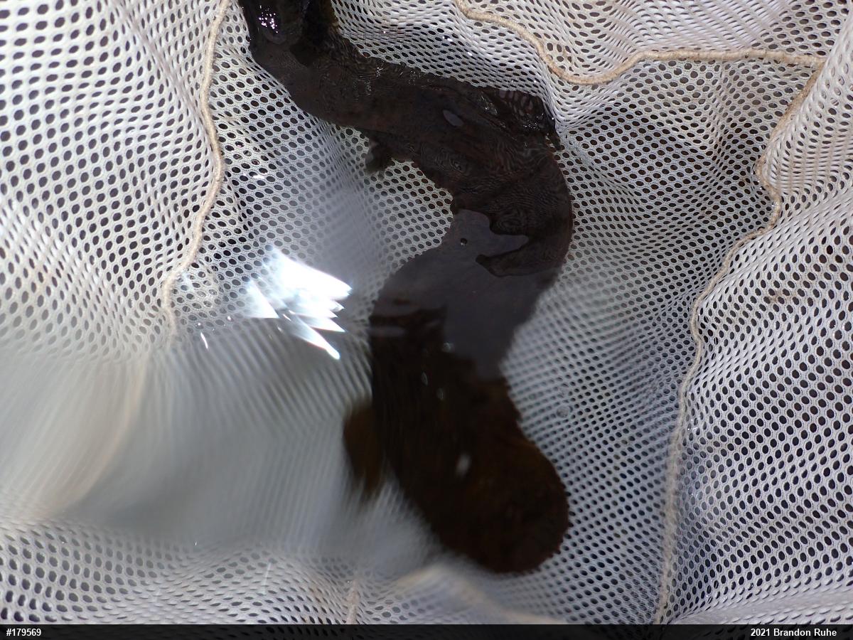 Eastern Hellbender