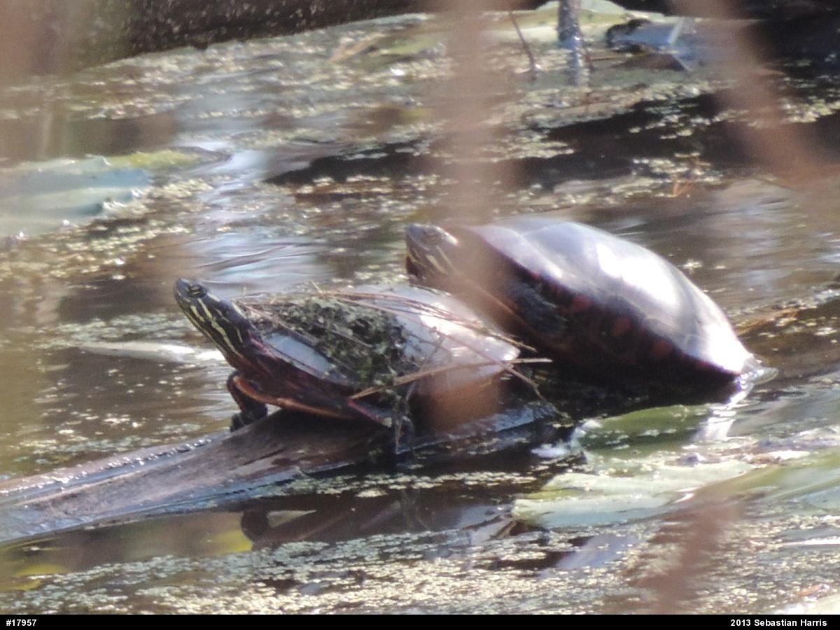 Painted Turtle