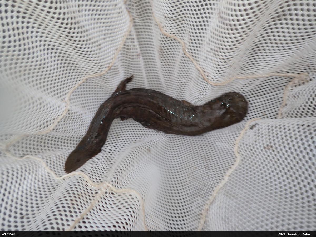 Eastern Hellbender
