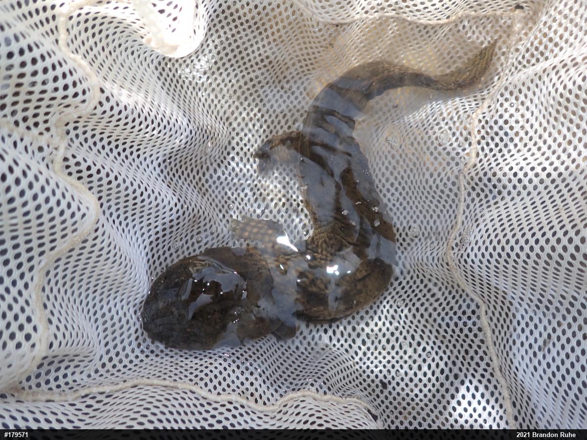 Eastern Hellbender