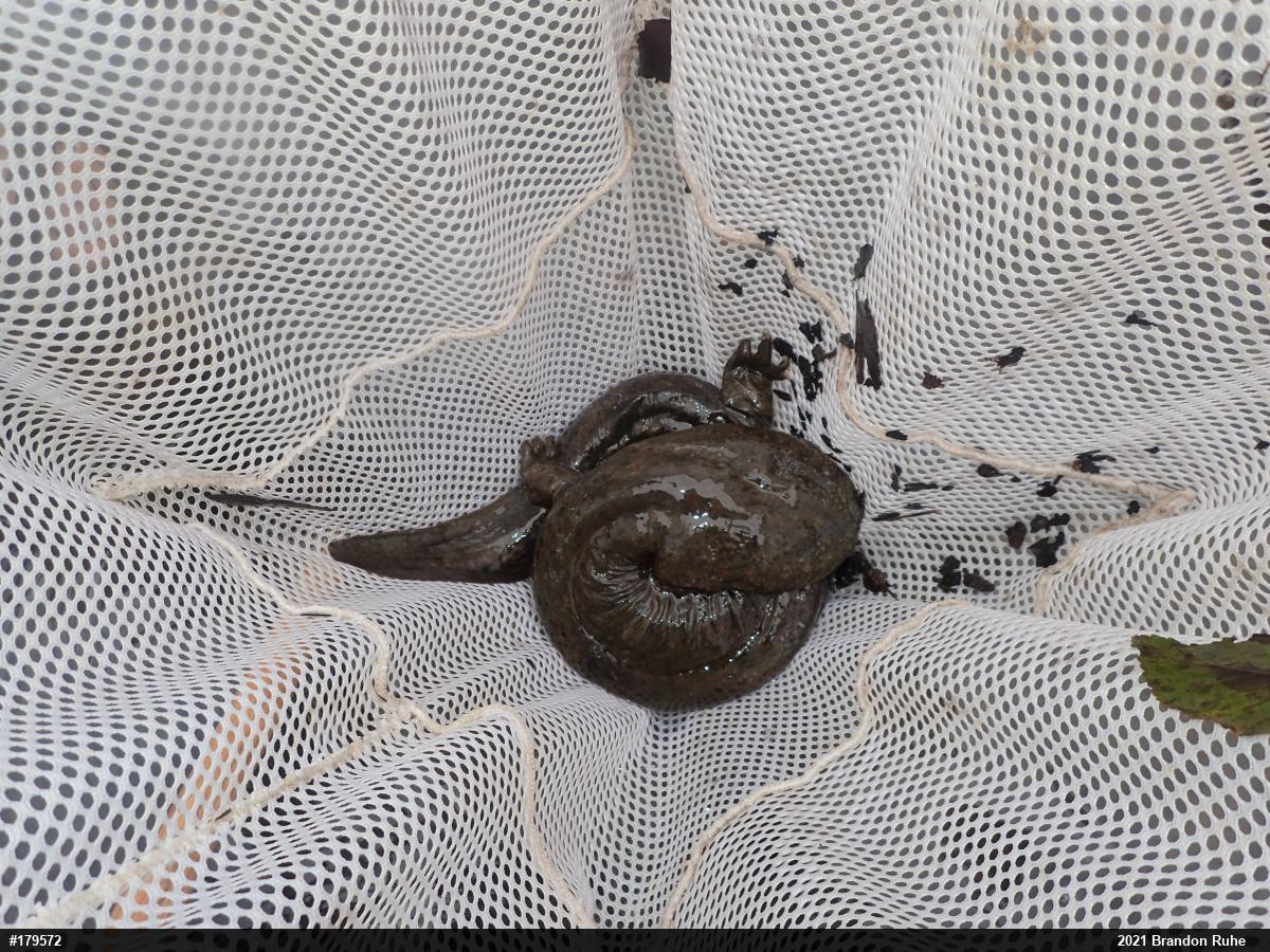 Eastern Hellbender