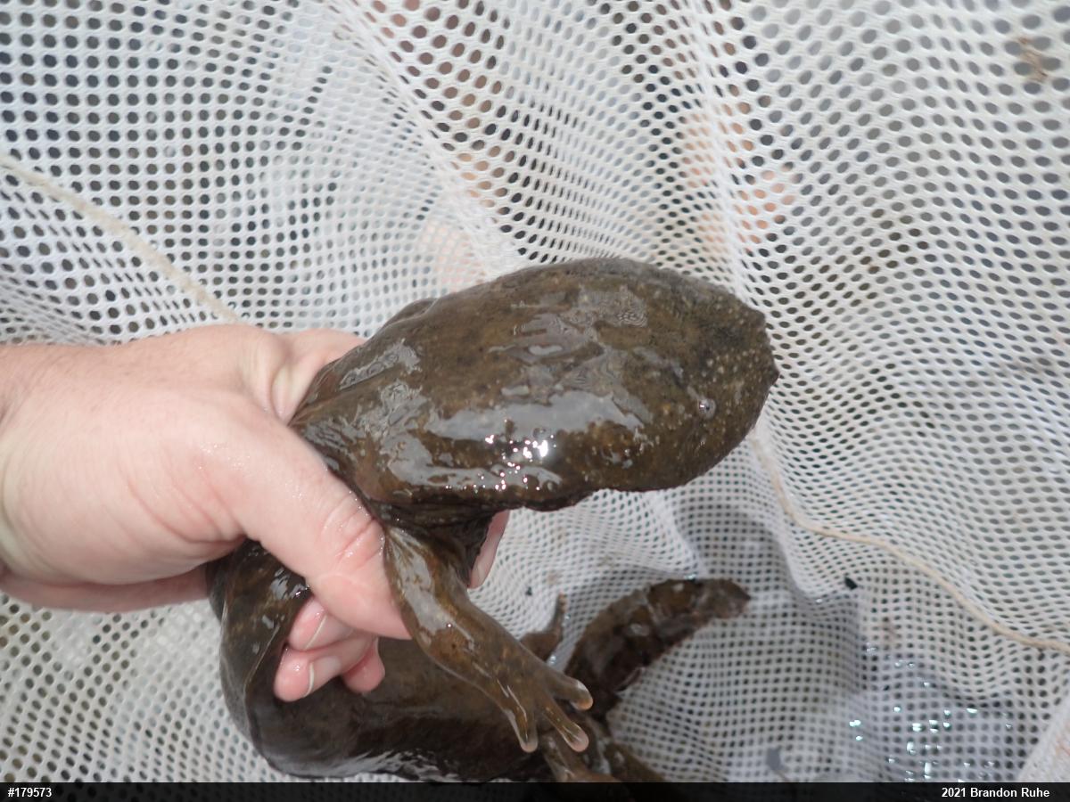 Eastern Hellbender