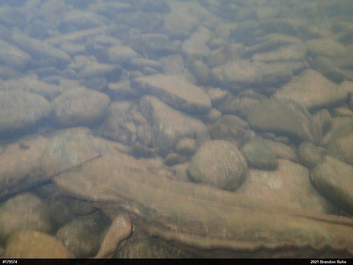 Eastern Hellbender