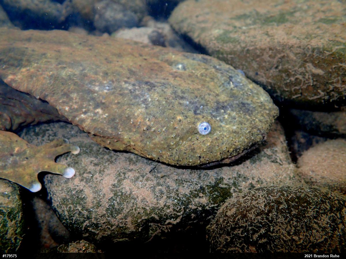 Eastern Hellbender