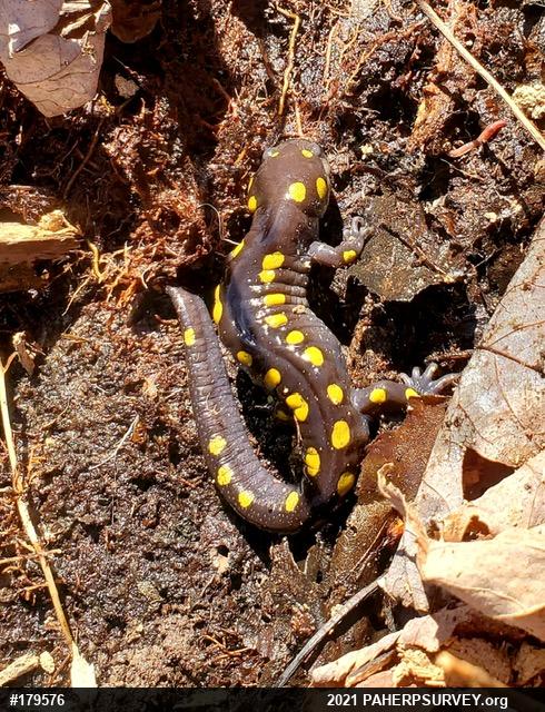 Spotted Salamander