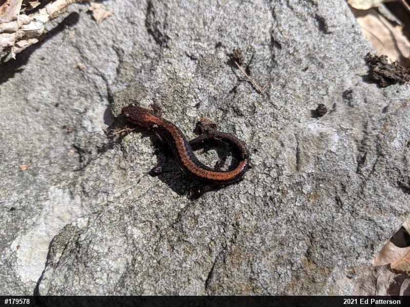 Eastern Red-backed  Salamander