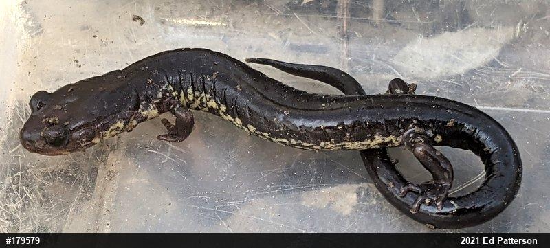 Wehrle's Salamander
