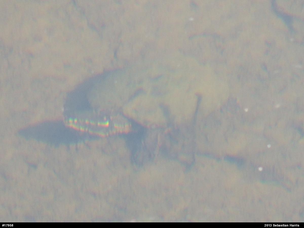 Eastern Musk Turtle