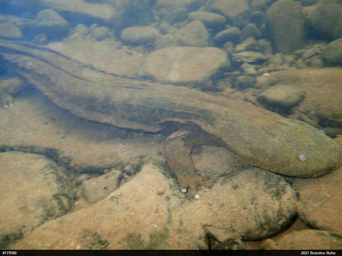 Eastern Hellbender