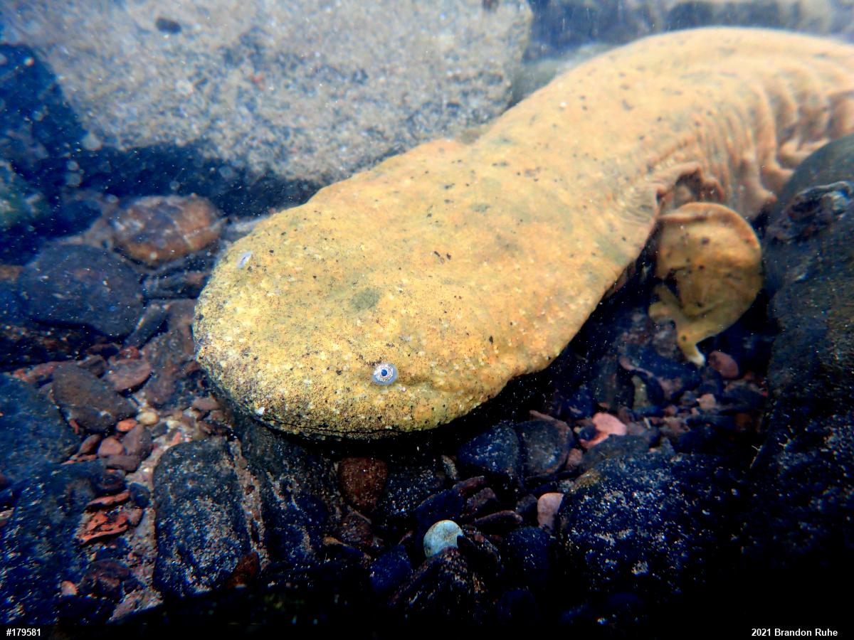 Eastern Hellbender