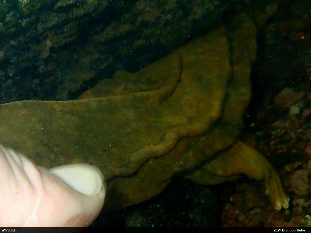 Eastern Hellbender