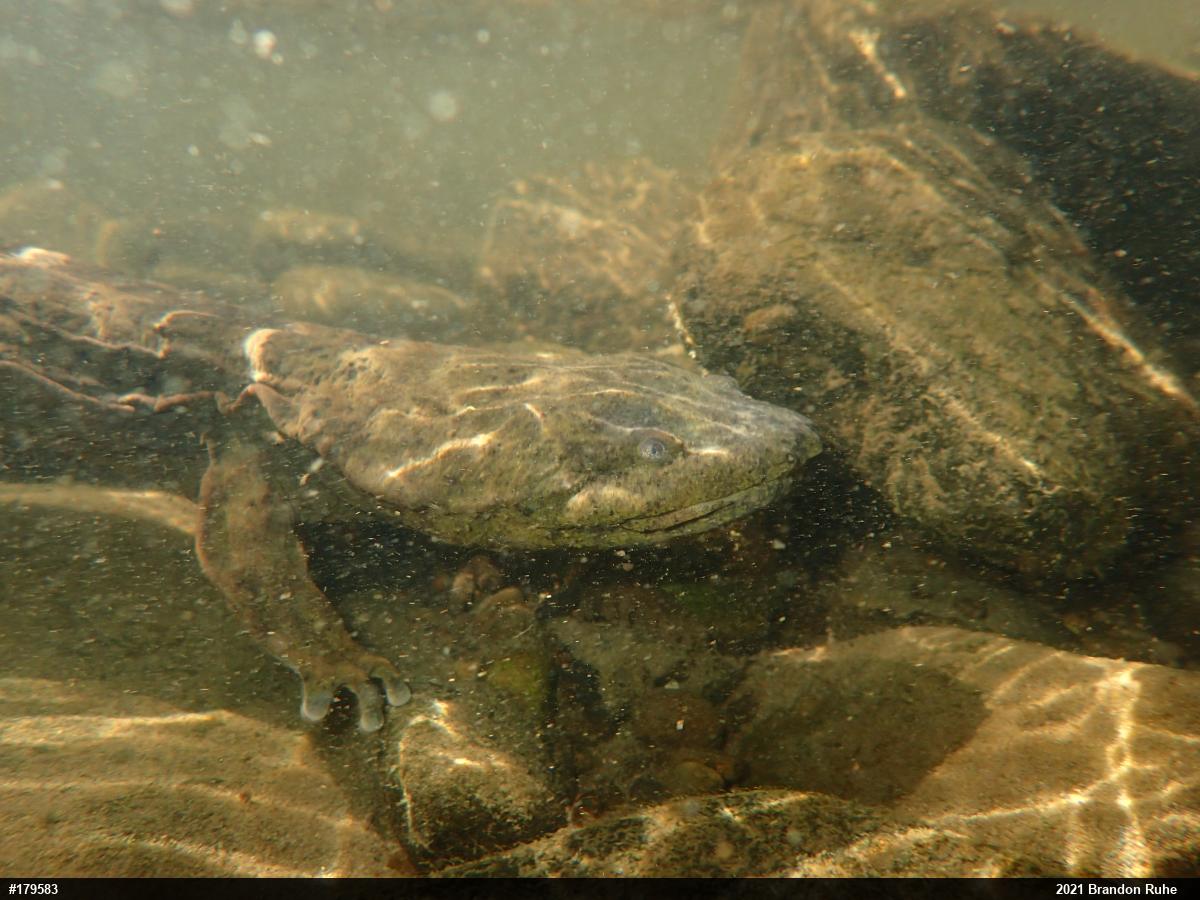 Eastern Hellbender