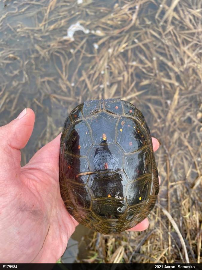 Spotted Turtle