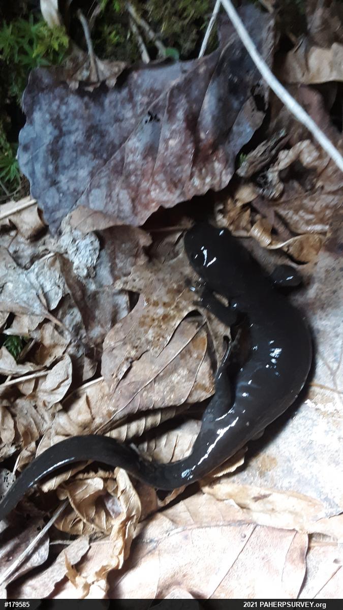 Jefferson Salamander