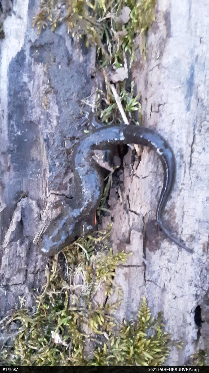 Northern Dusky Salamander