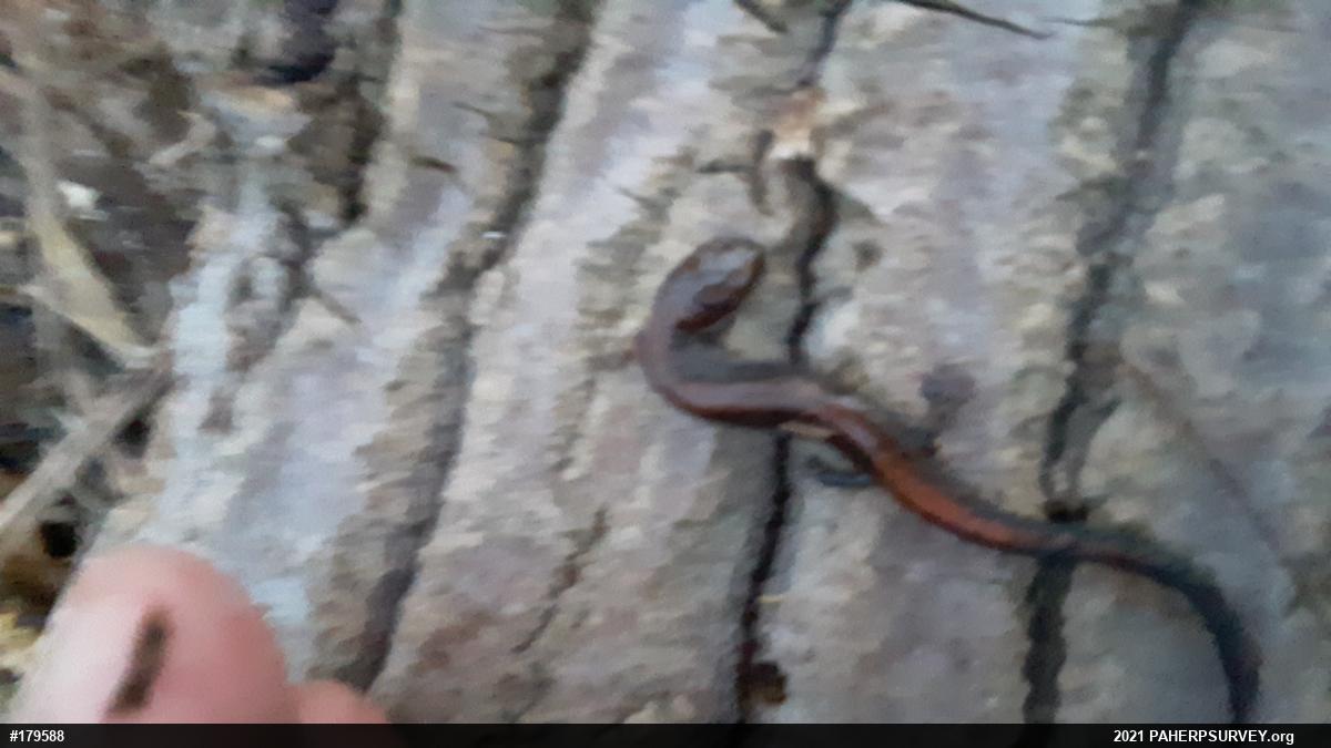 Eastern Red-backed  Salamander