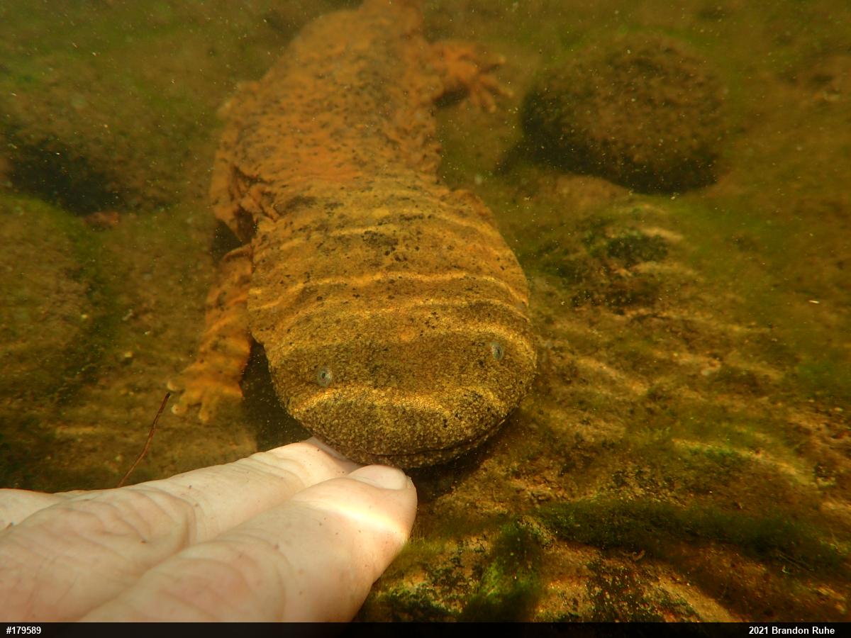 Eastern Hellbender
