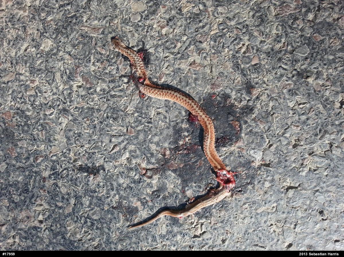 Dekay's Brownsnake