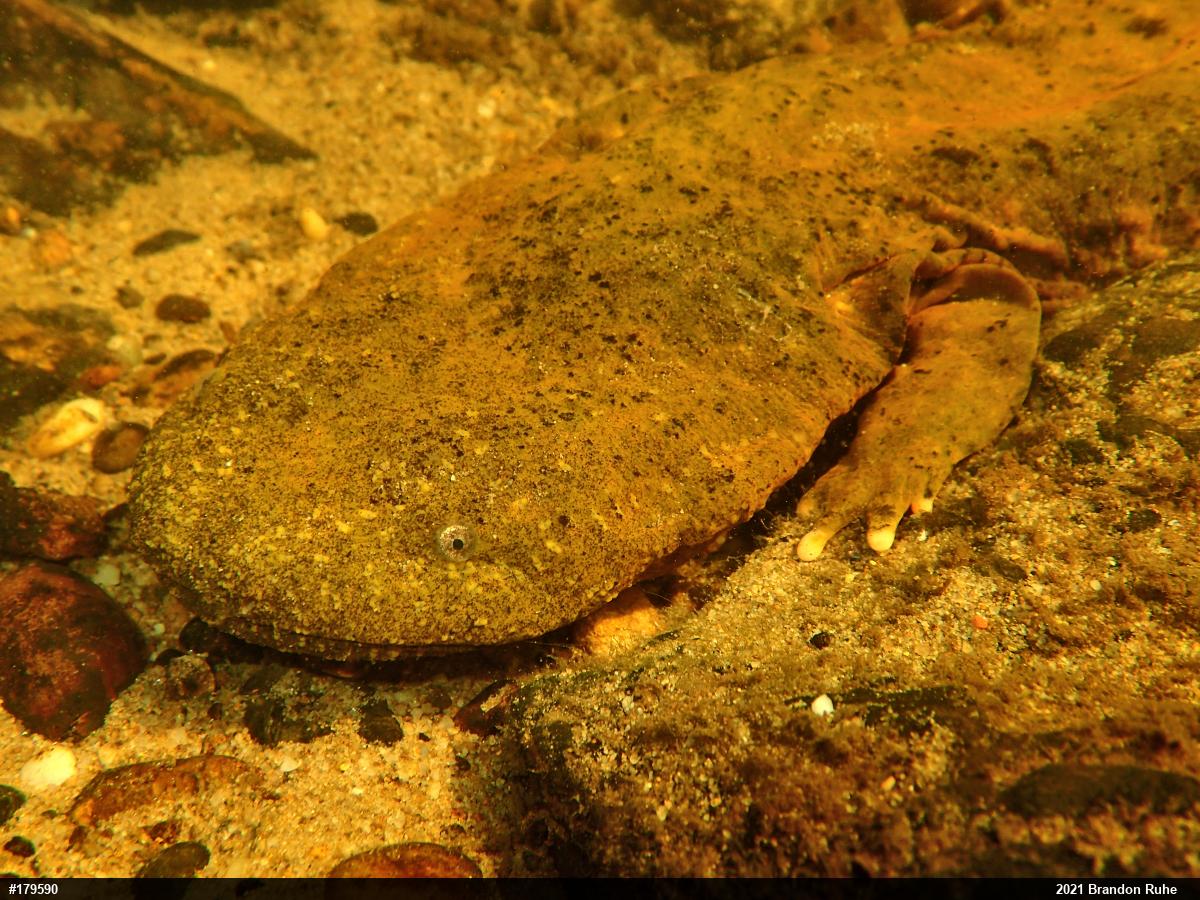 Eastern Hellbender