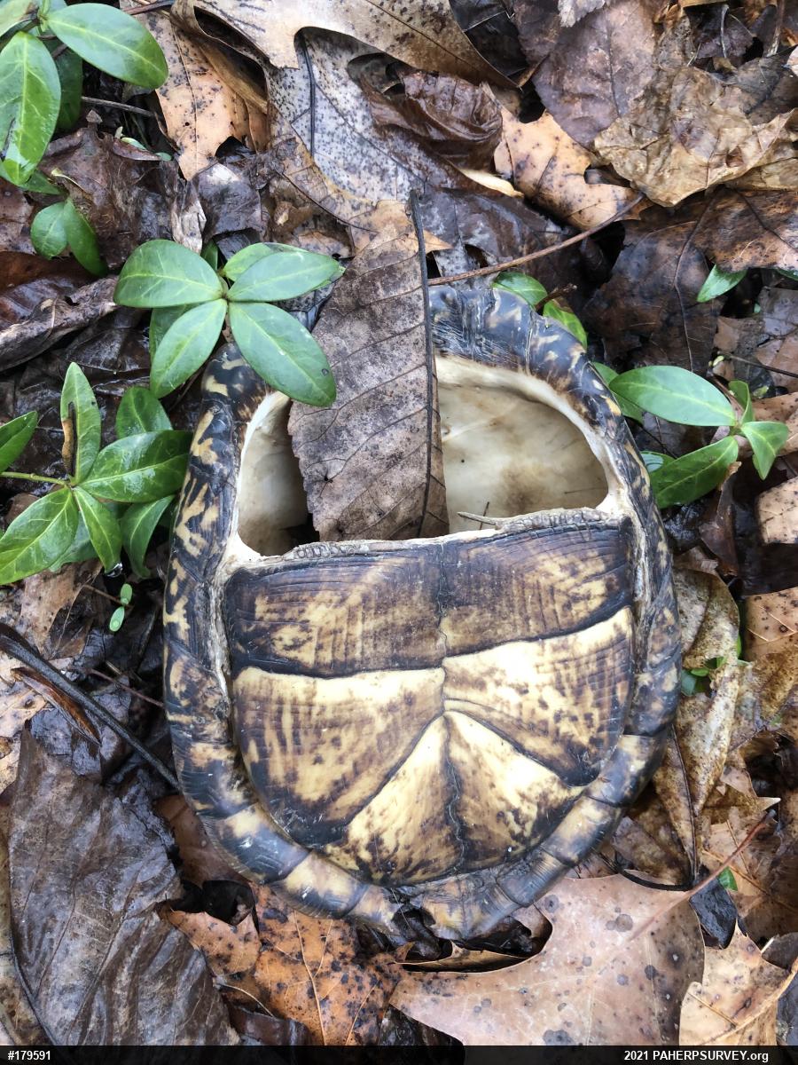 Eastern Box Turtle