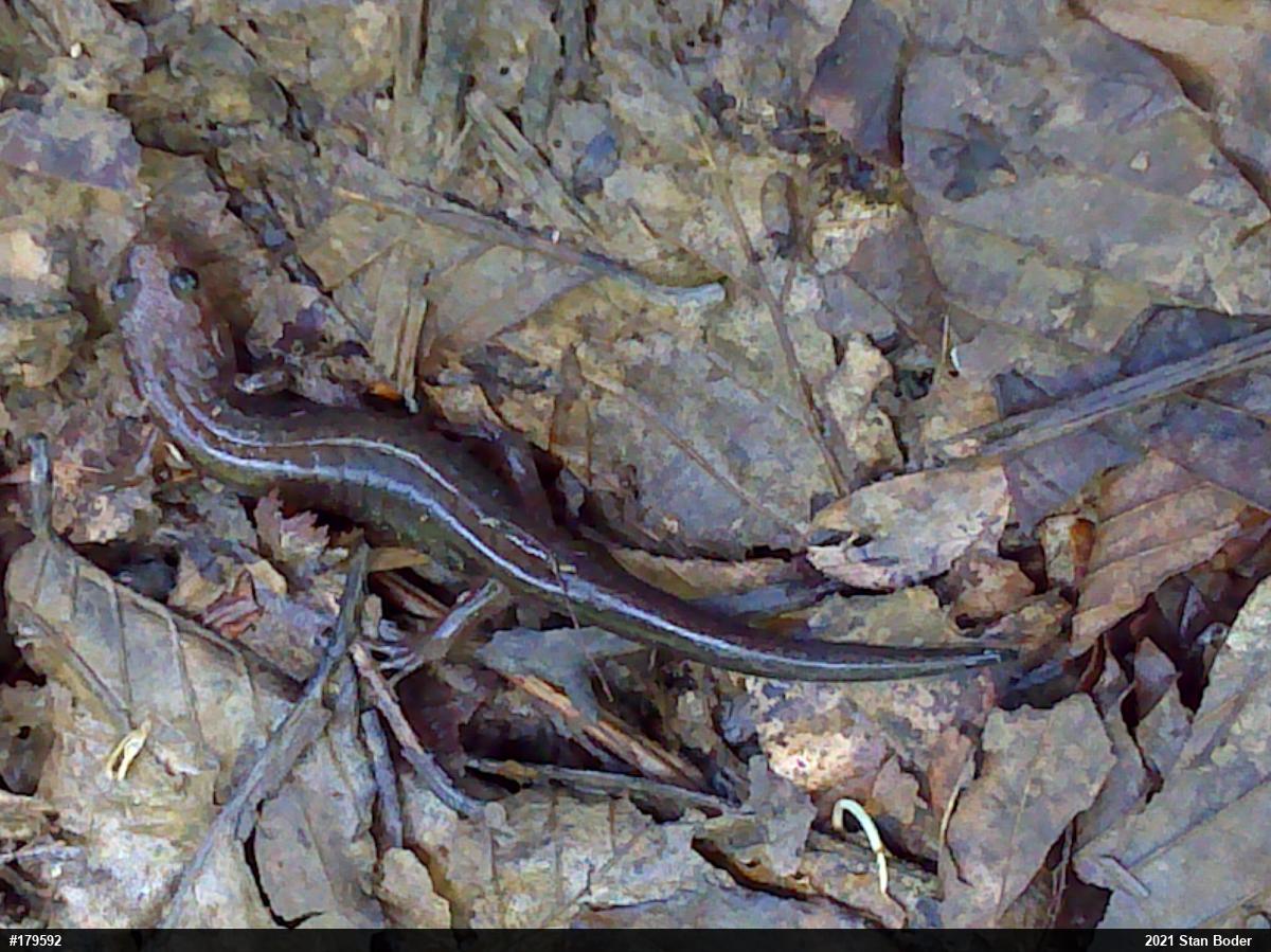 Allegheny Mountain Dusky Salamander
