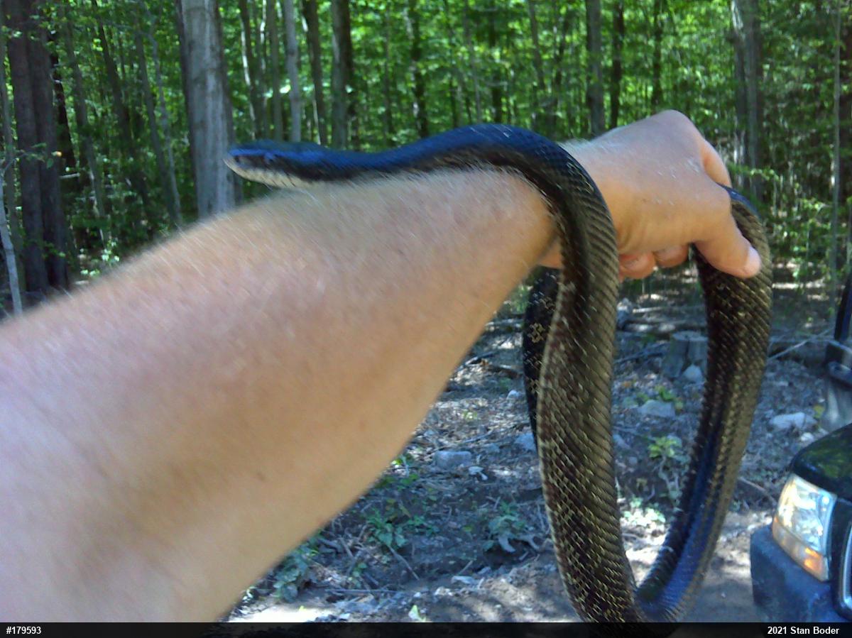 Eastern Ratsnake