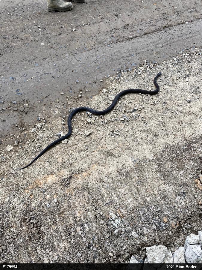 Eastern Ratsnake