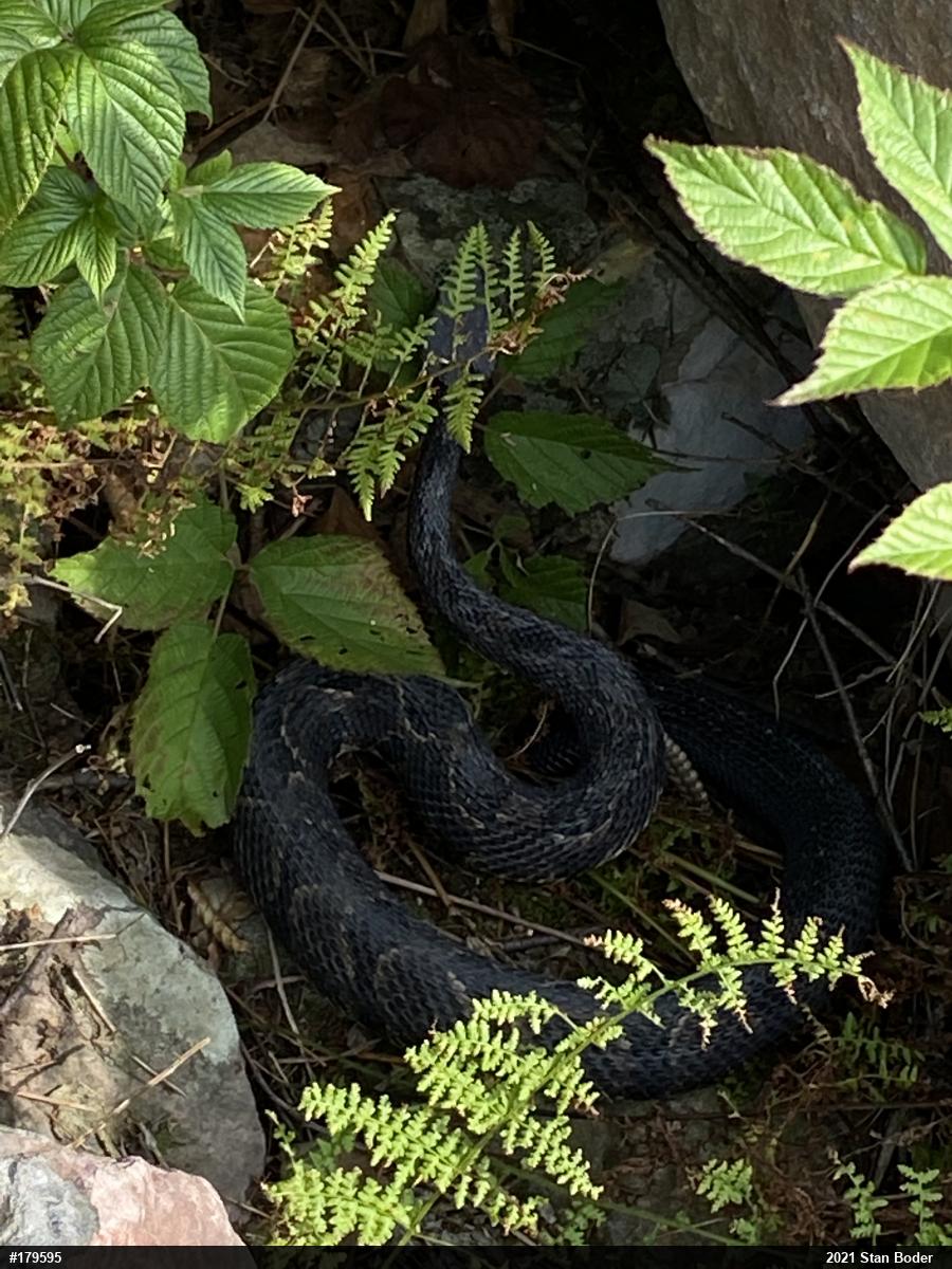 Timber Rattlesnake