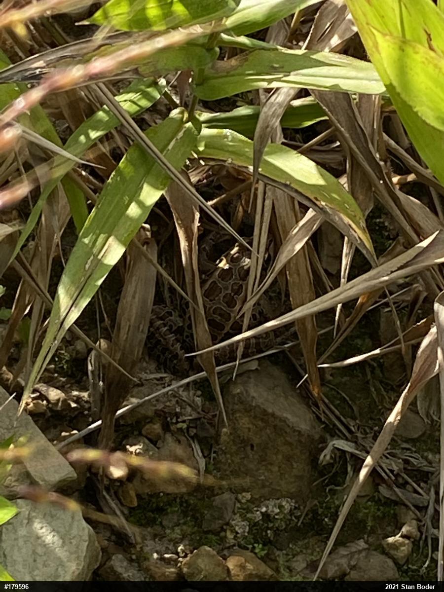 Pickerel Frog