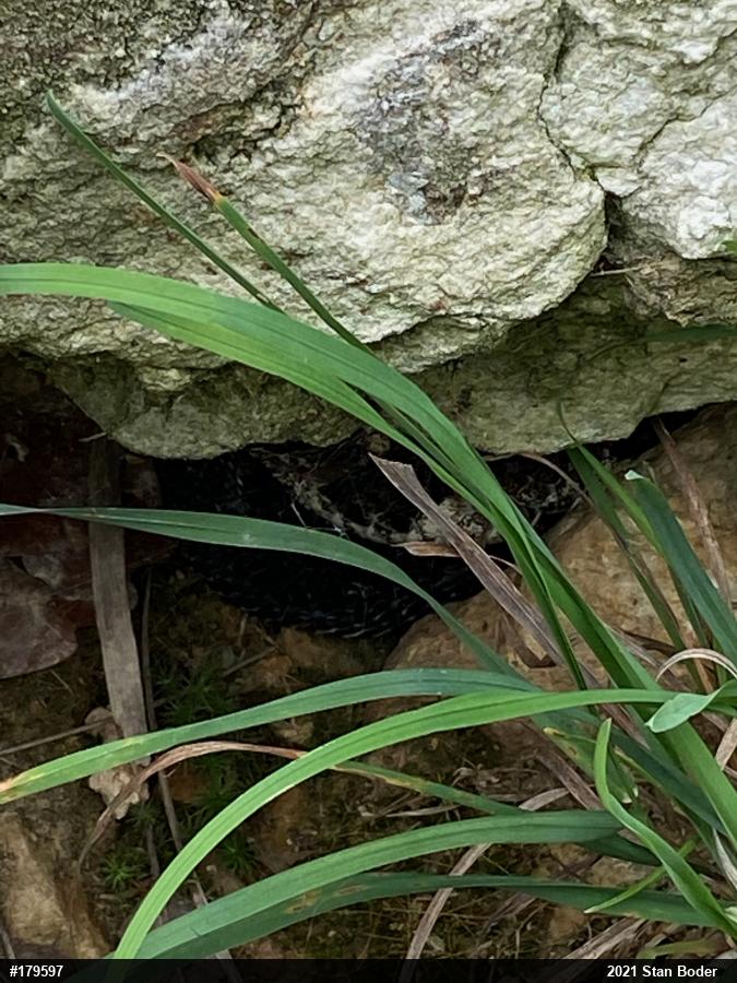 Timber Rattlesnake