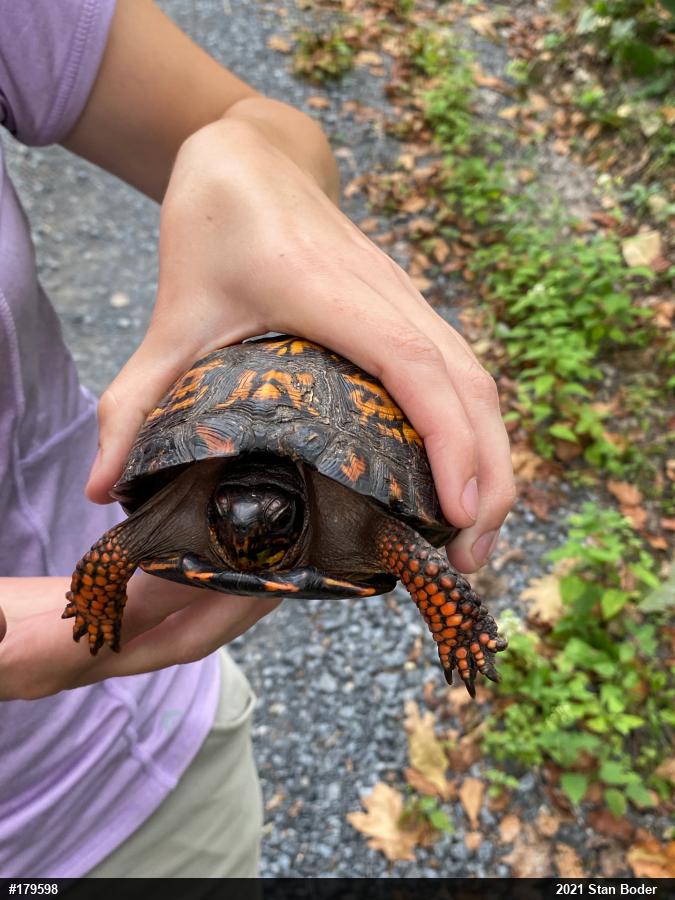 Eastern Box Turtle