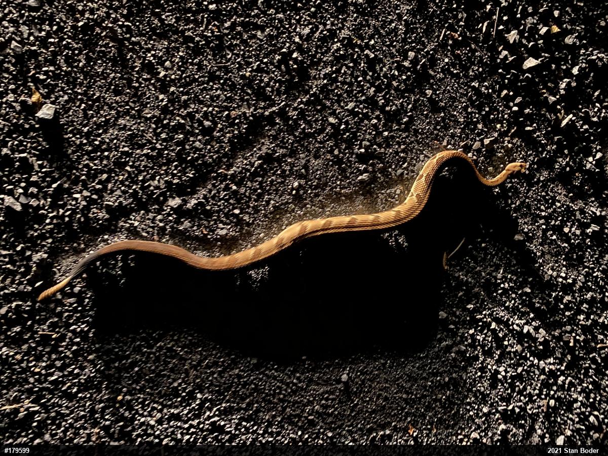 Timber Rattlesnake