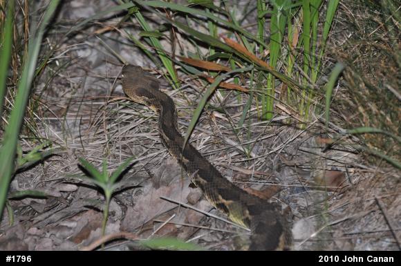 Timber Rattlesnake