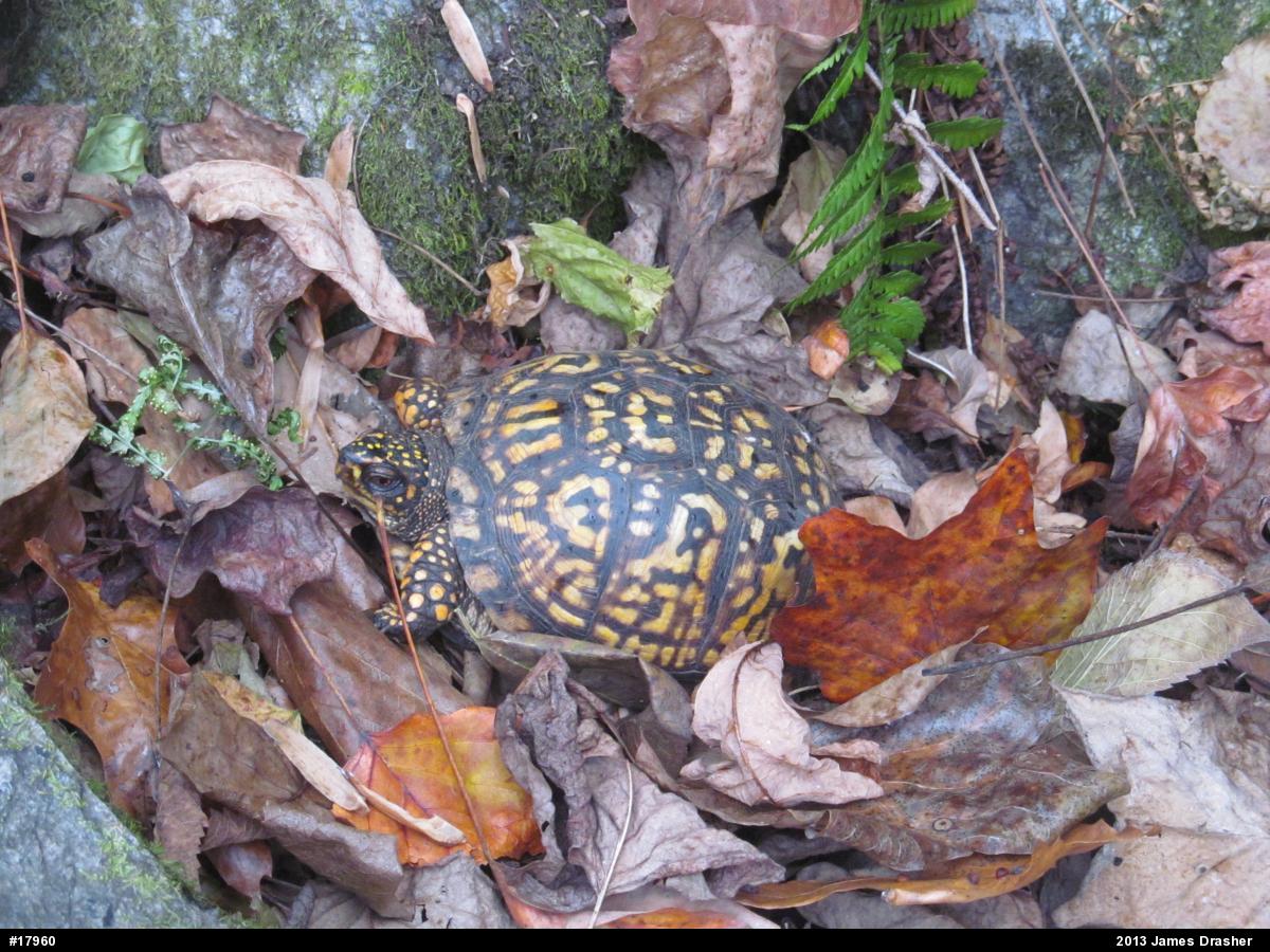 Eastern Box Turtle