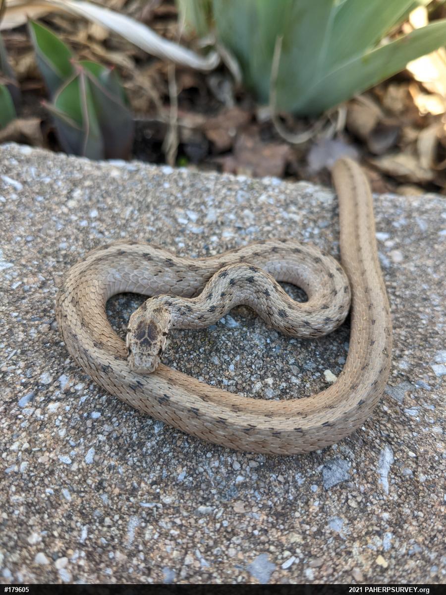 Dekay's Brownsnake