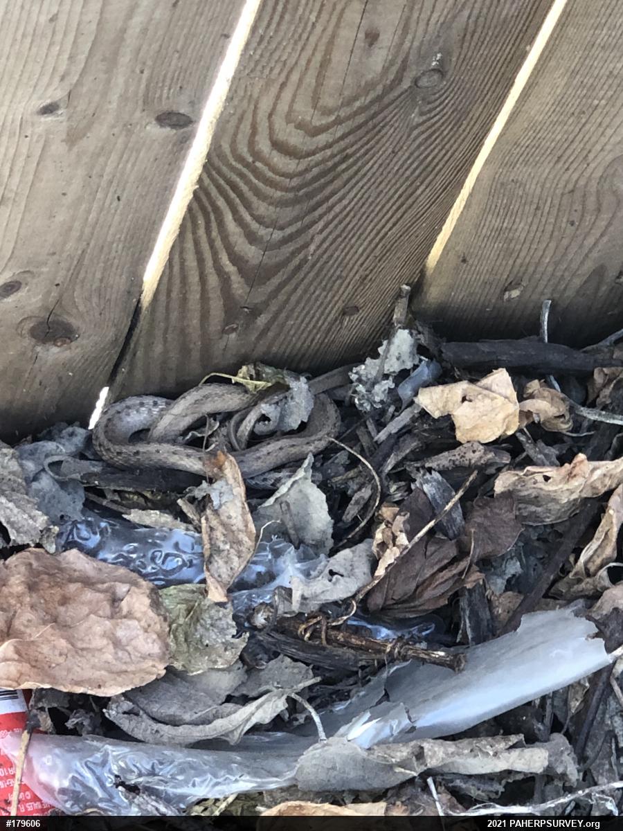 Dekay's Brownsnake