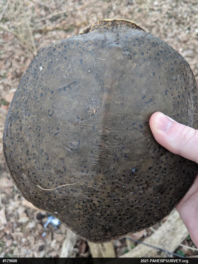 Eastern Spiny Softshell