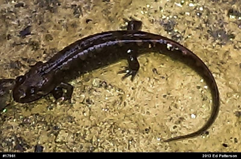 Seal Salamander