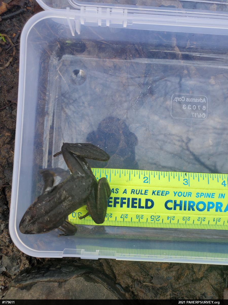 Wood Frog